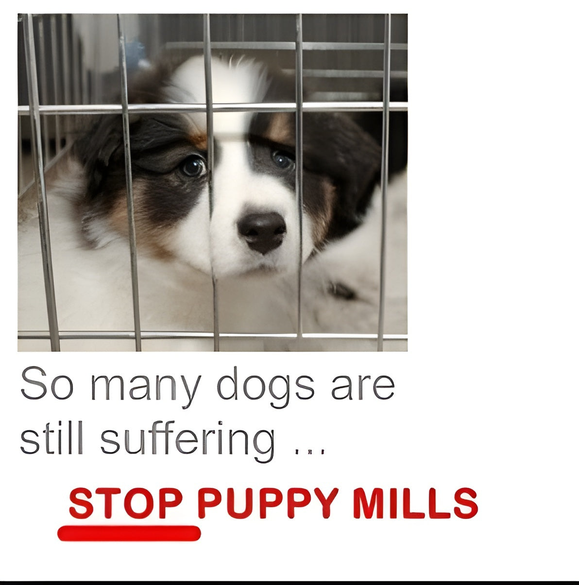 so many dog are still suffering. Stop puppy mills.